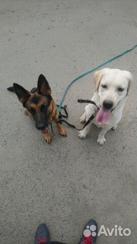 Передержка собак,дрессировка собак,кинолог, выгул