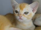 Бурманский котик красного окраса объявление продам