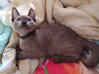 Сиамские коты объявление продам