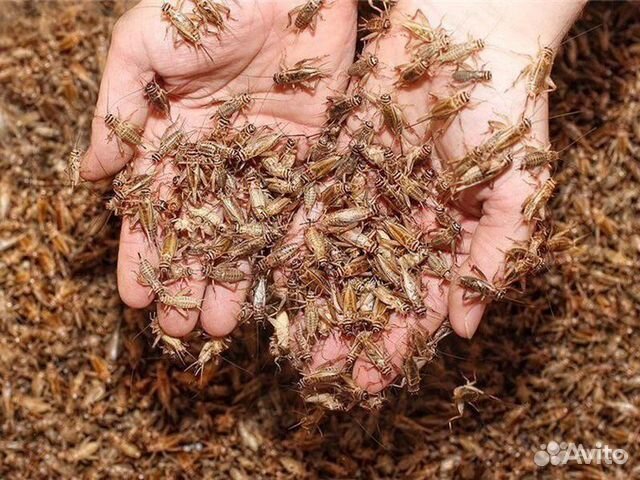 Кормовые насекомы