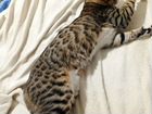 Бенгальский молодой котик на вязку