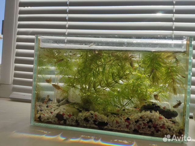 Террариум Аквариум 5 л с крышкой