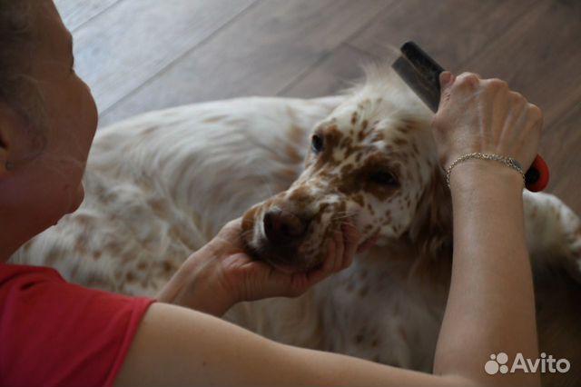 Передержка, забота о вашей собаке