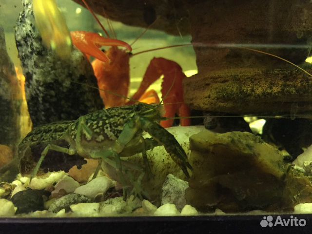 Рак аквариумный мраморный