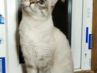 Сиамская кошка в добрые руки объявление продам