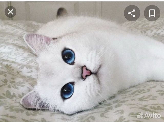 Кастрация кота