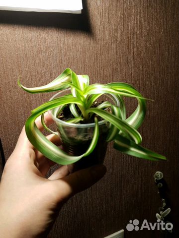 Клеродендрум вариегатный/Хлорофитум бонни/аихризон