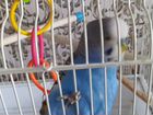Волнистый попугай самец объявление продам
