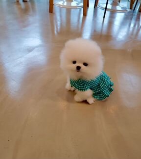 Шпиц супер мишка мини