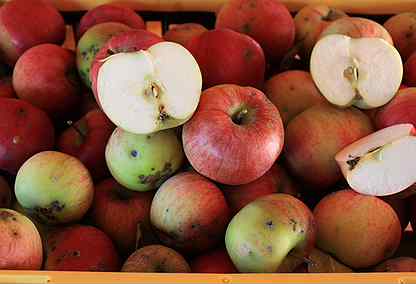 Яблоки из собственного сада Апорт, Богатырь и др