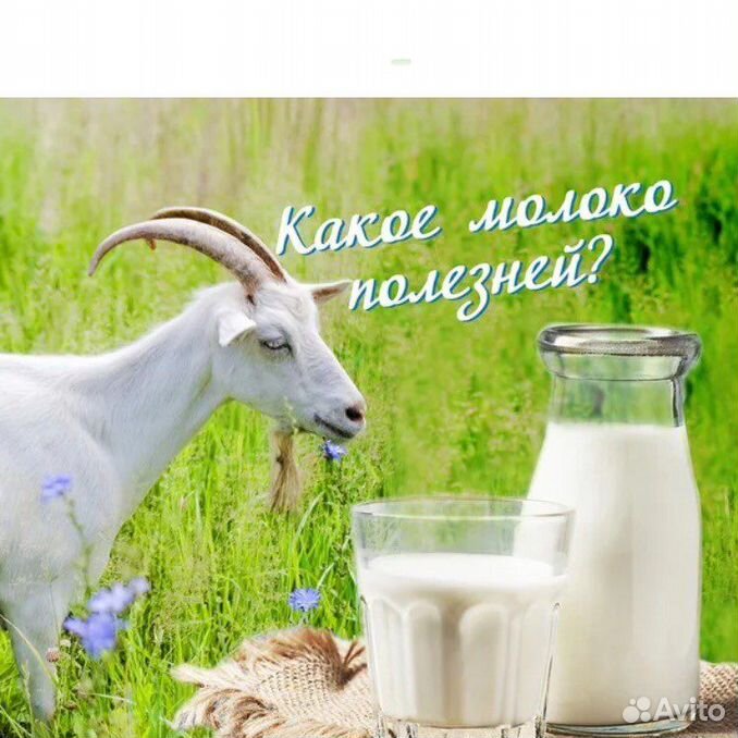 молочные продукты. баннер козье молоко. как давать козье молоко 1 ребенку. козье молоко. заменить козье молоко.