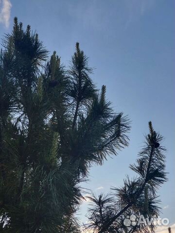 Офор аренды лесов. кадастр. проекты освоения лесов