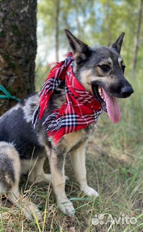 Собака в добрые руки, Ариэль