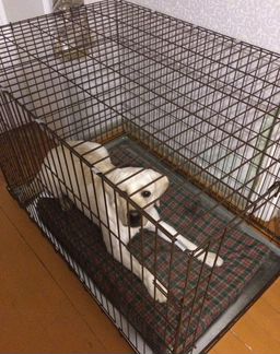 Клетка для животных