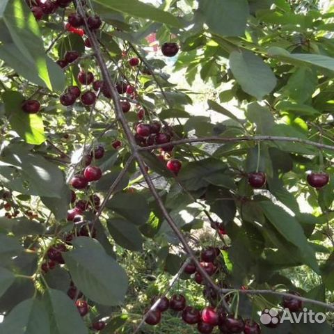 Вишня антрацитовая описание фото отзывы