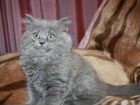 Сибирские котята объявление продам
