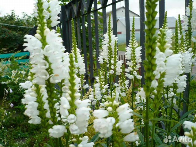 Макалея, Книфофия,Физостегия