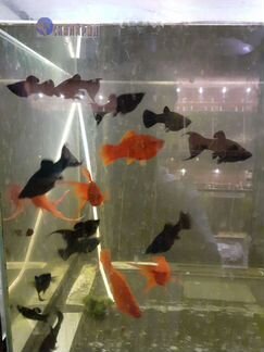 Аквариумные рыбки