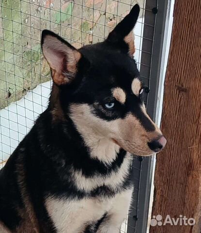 Метис хаски в добрые руки