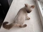 Сиамский котенок (девочка) объявление продам