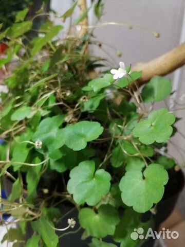 Черенки гибискуса, хойи Белла, цимбалярии