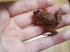 Лягушка остромордая красно-коничневая объявление продам