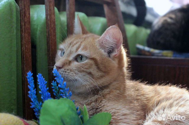 Кошка Пшеничка