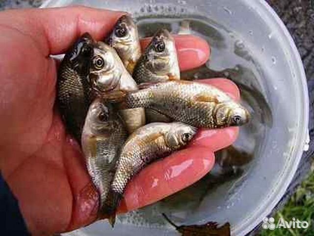 Живец карась