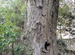 Саженцы дуб буровато-желтый, Quercus gilva