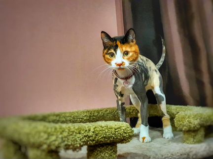 Грумер. Стрижка и вычес кошек (возможен выезд)