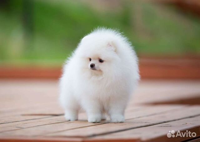 Померанский шпиц медвежьего типа