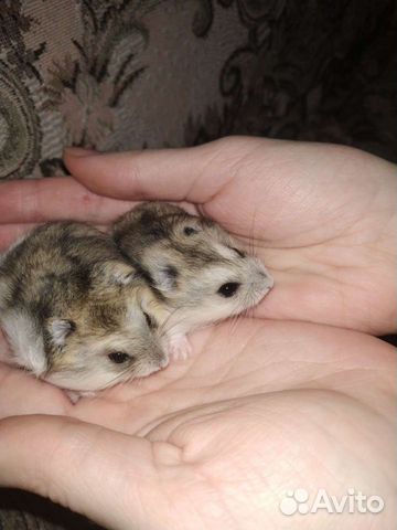 Сирийские,джунгарские и хомячки кэмпбелла