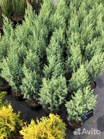 Можжевельник Стрикта, Олд голд, Лайм глоу и другие