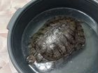 Красноухая черепаха бесплатно без аквариума объявление продам