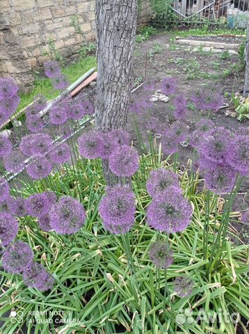 Суворовский лук кусты