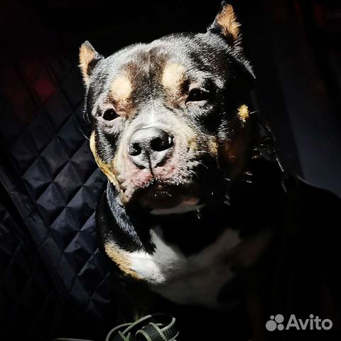 Американский булли вязка