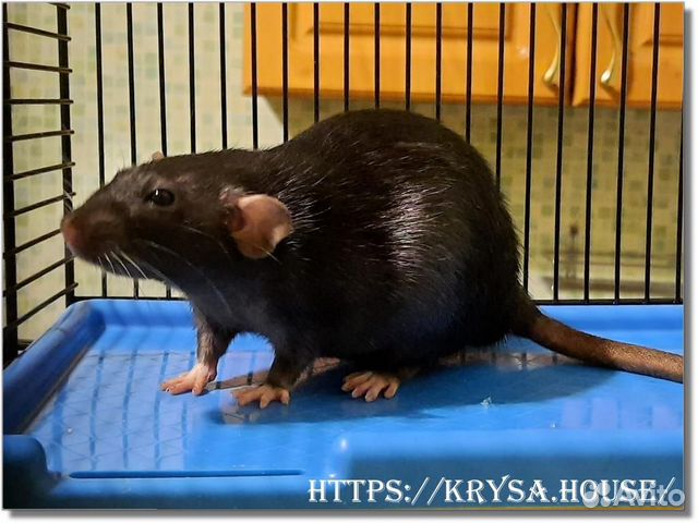 Крысы. Крысята (черные) Дамбо