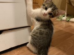 Котята: Котик и кошечка 2 месяца в добрые руки
