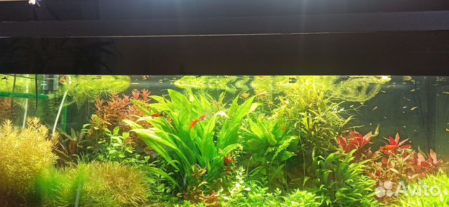 Аквариумные растения, грунт для аквариума