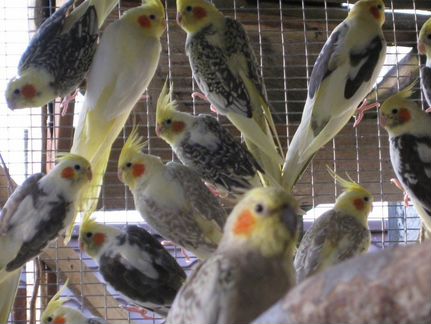 Попугаи Корелла домашнего разведения