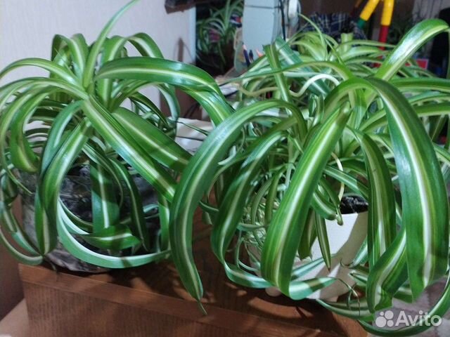 Хлорофитум кудрявый