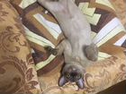 Бурманский кот объявление продам