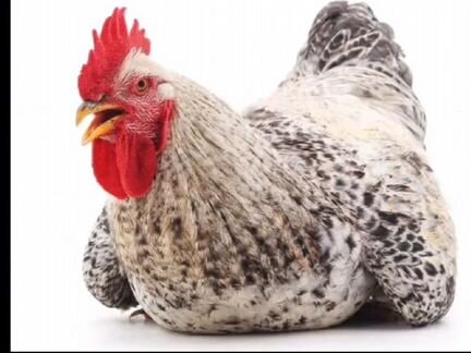 Цыплята суточные несушки ломан Браун