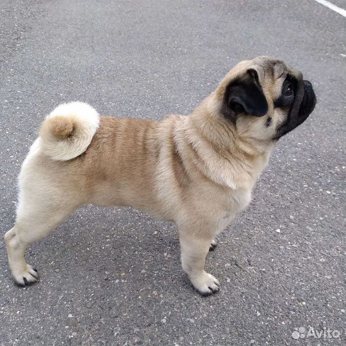 авито пятигорск животные. беспородные щенки. белый щенок дворняжка. лабрадор вязка. авито пятигорск животные.