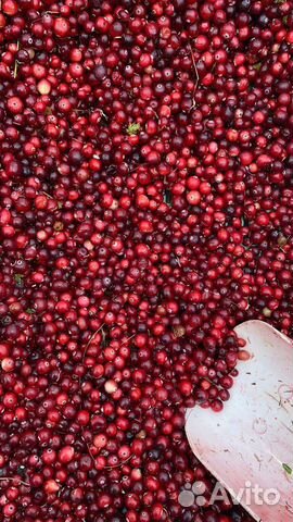 Клюква, Черника свежемороженные