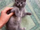 Котята от кошки мышеловки (русская-голубая) объявление продам