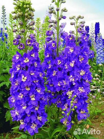 Дельфиниумы разные гибриды сортовые не самосев