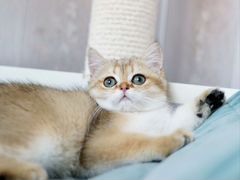 Роскошный котик страйт с изумрудными глазами