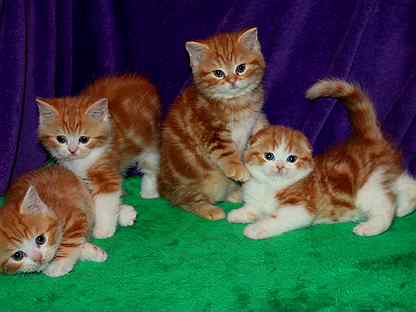 Клубные красные мраморные шотландские котята