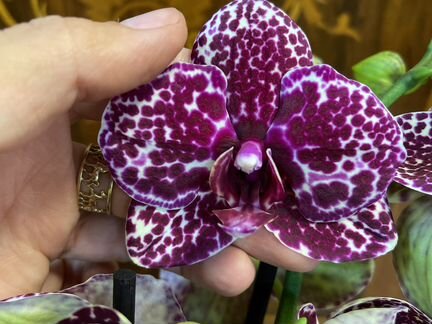 Орхидея фаленопсис Дикий Кот